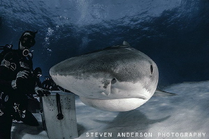diving in the presence of beauty!!!! by Steven Anderson 